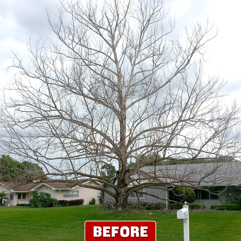 Tree Removal Company