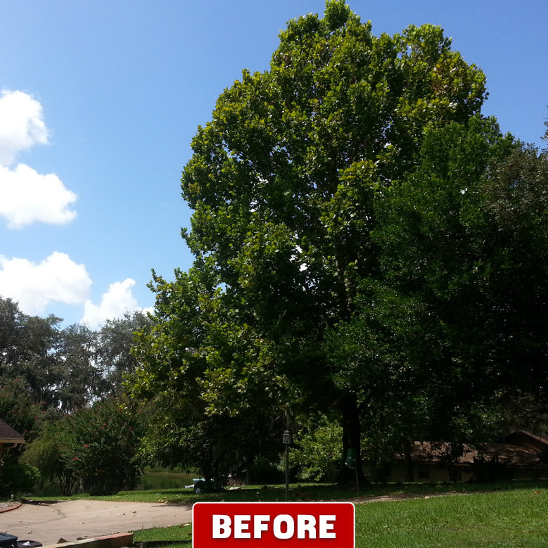 Tree Cutting Company