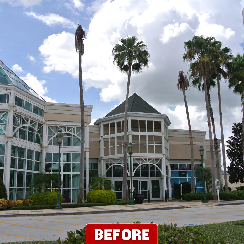 Central Florida Tree Removal