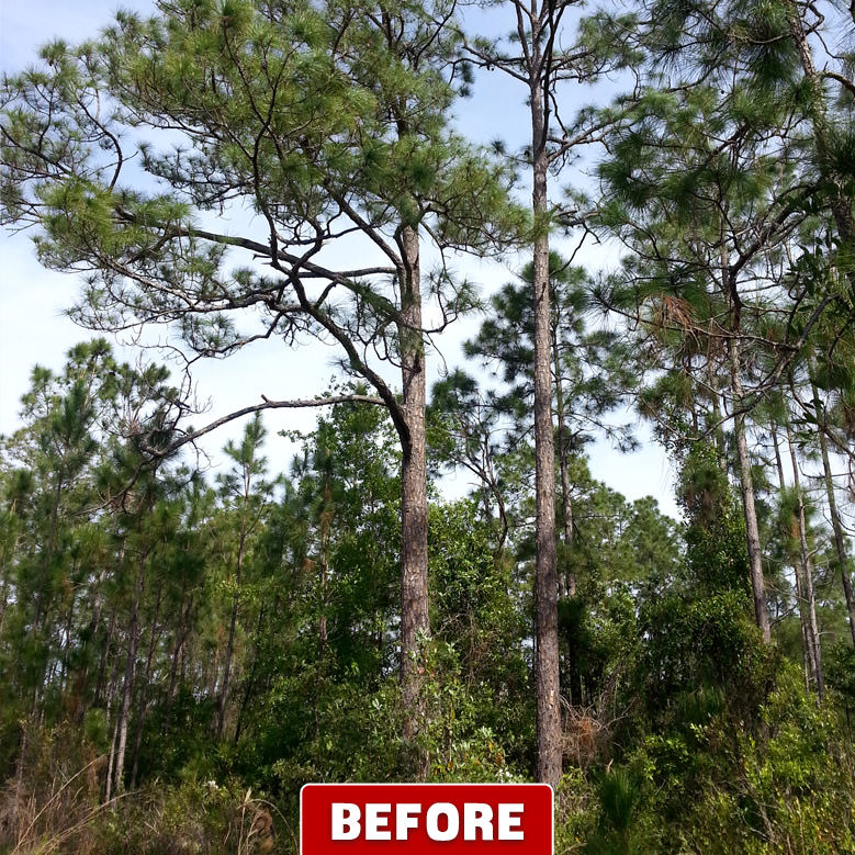 Tree Company Orlando