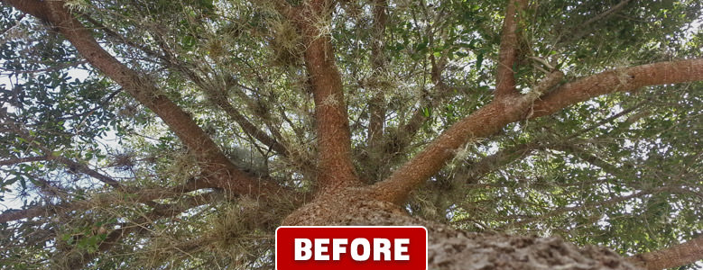 Orlando Tree Pruning