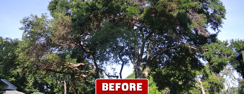 Tree Pruning Company