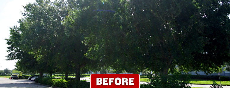 Tree Trimming Company Orlando