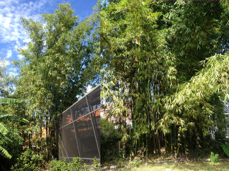 Before Bamboo Removal in Dr. Phillips