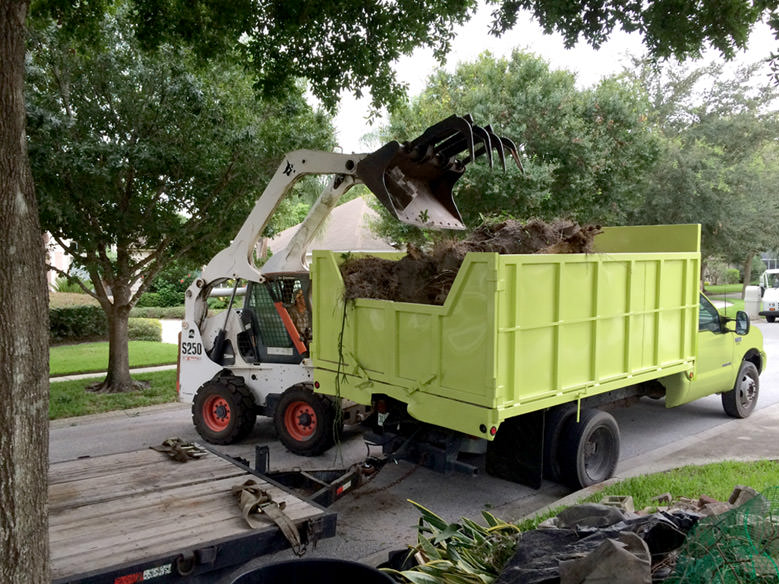 Residential Bamboo Removal in Dr. Phillips