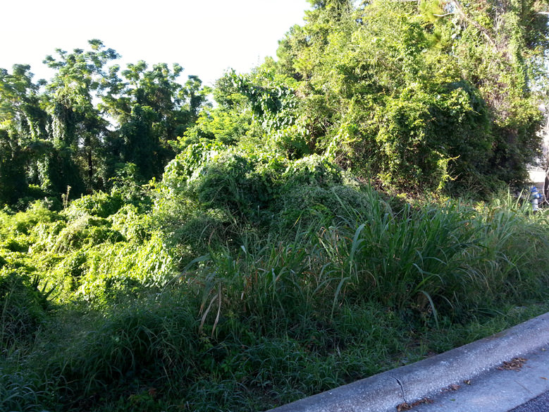 Before Land Clearing in Orlando