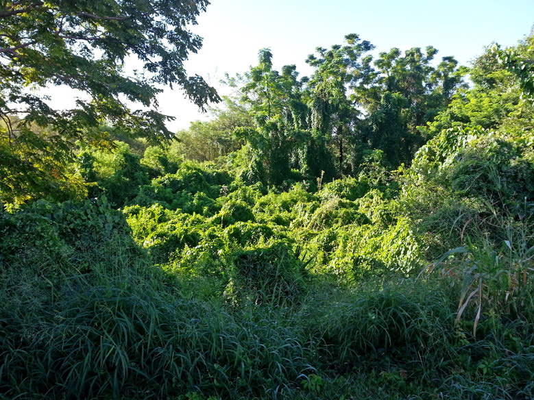 Orlando Commercial Land Clearing