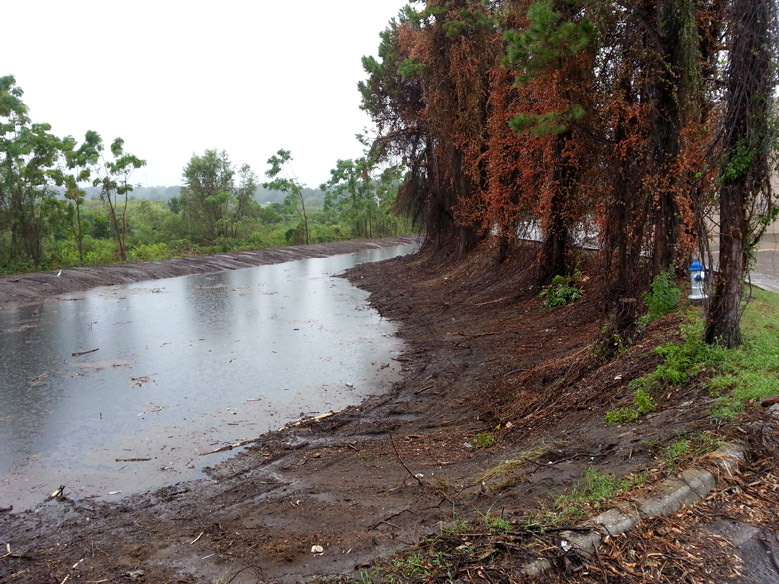 After Orlando Land Clearing