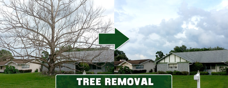 Tree Removal