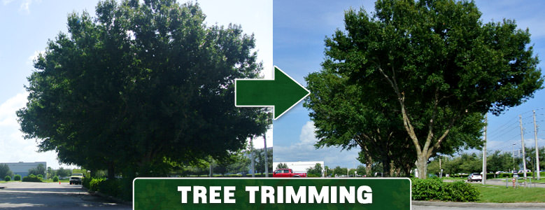 Tree Trimming
