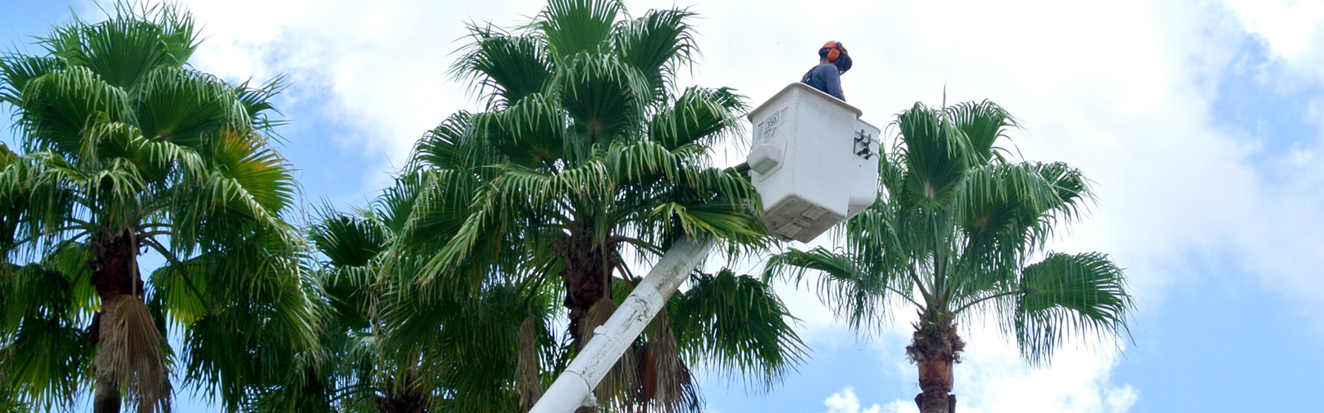 Beaver Tree Service Orlando