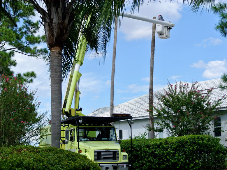 Residential Tree Removal in Dr. Phillips, FL