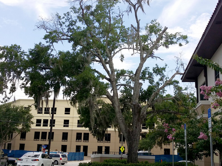 Before Tree Removal for Florida Hospital Women's Center in Winter Park, FL