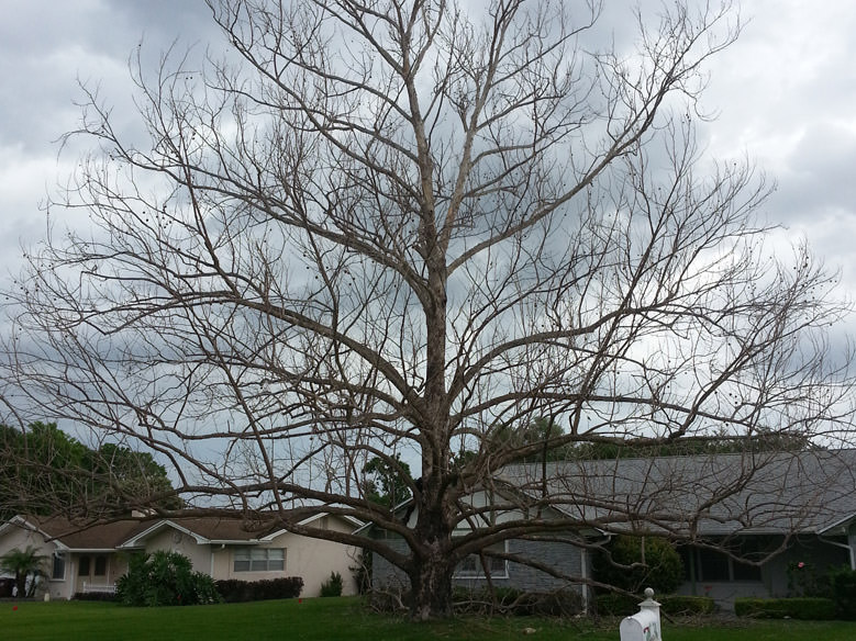 Residential Tree Removal in Kissimmee, FL