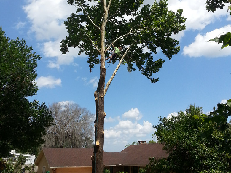 Residential Tree Removal in Clermont, FL