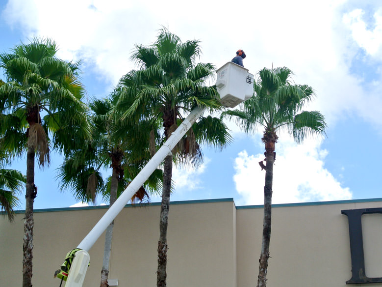 Tree Pruning At West Oaks Mall, Ocoee, FL