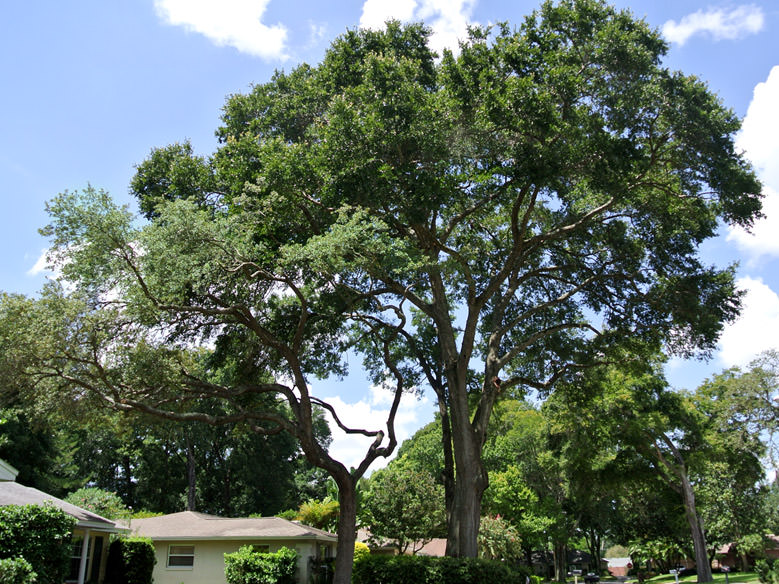 Residential Tree Trimming in Maitland, FL