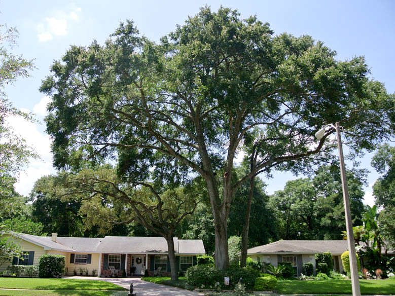 Residential Tree Pruning in Maitland, FL